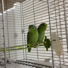 Lola y Lolo en su nueva casa!